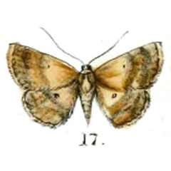 /filer/webapps/moths/media/images/T/tristicula_Asthena_HT_Swinhoe_56-17.jpg