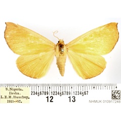 /filer/webapps/moths/media/images/L/lutosa_Holoxanthina_AF_BMNH.jpg