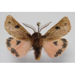 /filer/webapps/moths/media/images/P/perpunctata_Pseudophragmatobia_AM_Stroehle.jpg