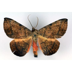 /filer/webapps/moths/media/images/C/capensis_Hypopyra_A_RMCA.jpg