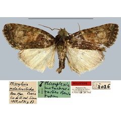 /filer/webapps/moths/media/images/M/metachrostoides_Microplexia_HT_MNHN.jpg
