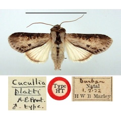 /filer/webapps/moths/media/images/P/platti_Cucullia_HT_BMNH.jpg