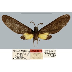/filer/webapps/moths/media/images/N/nigrita_Maculonaclia_HT_MNHN.jpg