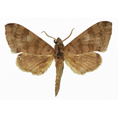 /filer/webapps/moths/media/images/P/paupercula_Polyptychus_AM_Basquin_02.jpg