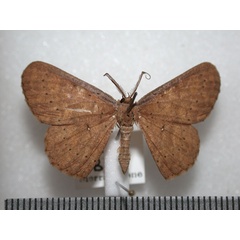 /filer/webapps/moths/media/images/L/leonaria_Cyclophora_A_Revel.jpg