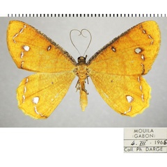 /filer/webapps/moths/media/images/A/aureola_Melinoessa_AF_ZSM_01.jpg