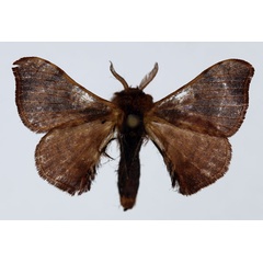 /filer/webapps/moths/media/images/P/pallicornis_Racinoa_AM_Basquin.jpg
