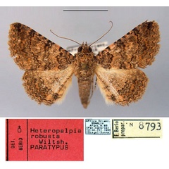 /filer/webapps/moths/media/images/R/robusta_Heteropalpia_PT_MSNM.jpg