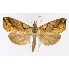 /filer/webapps/moths/media/images/N/natalensis_Plusiodonta_AM_TMSA_02.jpg