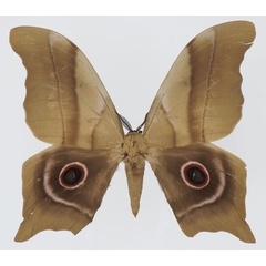 /filer/webapps/moths/media/images/D/deyrollii_Pseudimbrasia_AM_Basquin_03.jpg