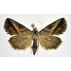 /filer/webapps/moths/media/images/P/poecilopa_Zekelita_AF_NHMO.jpg