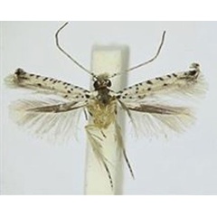 /filer/webapps/moths/media/images/S/siccata_Oinophila_LT_BMNH.jpg