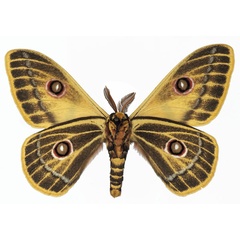 /filer/webapps/moths/media/images/A/arabella_Bunaeopsis_AM_Basquinb.jpg