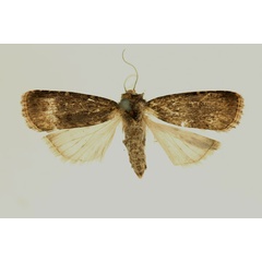 /filer/webapps/moths/media/images/I/invertita_Amazonides_PT_RMCA.jpg