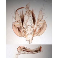/filer/webapps/moths/media/images/P/phaea_Leucania_GMHT_BMNH_3174.jpg