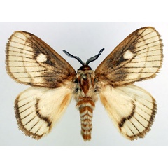 /filer/webapps/moths/media/images/E/eborea_Strigivenifera_AM_Basquin_02.jpg