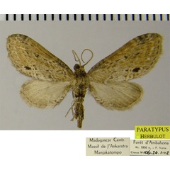 /filer/webapps/moths/media/images/X/xylopsis_Eupithecia_PTF_ZSM.jpg