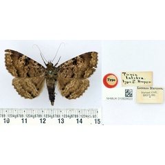/filer/webapps/moths/media/images/L/latebra_Tavia_HT_BMNH.jpg