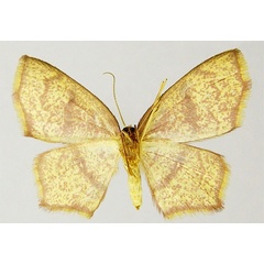 /filer/webapps/moths/media/images/A/angulosa_Chrysocraspeda_PTF_ZSMb.jpg