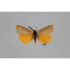 /filer/webapps/moths/media/images/B/bicoloria_Ochrota_A_BMNH.jpg