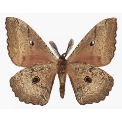 /filer/webapps/moths/media/images/N/nigra_Gynanisa_AM_Basquinb.jpg