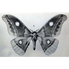 /filer/webapps/moths/media/images/M/macrops_Nudaurelia_STM_Rebel_1917b_5-1.jpg