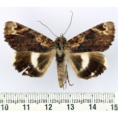 /filer/webapps/moths/media/images/L/leucocelis_Nagia_AF_BMNH.jpg