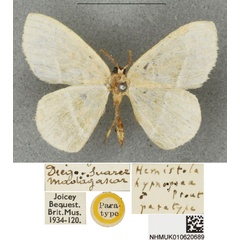 /filer/webapps/moths/media/images/H/hypnopoea_Hemistola_PTM_BMNH.jpg