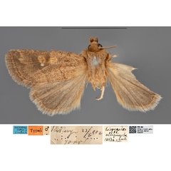 /filer/webapps/moths/media/images/A/albipuncta_Eriopygodes_HT_MfNa.jpg