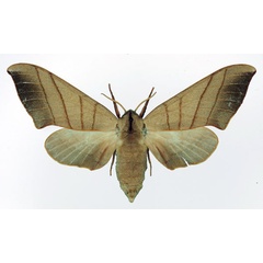 /filer/webapps/moths/media/images/M/molitor_Pseudoclanis_AF_Basquin_02.jpg