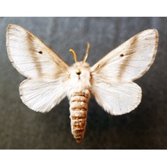 /filer/webapps/moths/media/images/B/bifascia_Bombycomorpha_AF_Stroehle.jpg