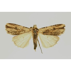 /filer/webapps/moths/media/images/U/ustula_Amazonides_AF_RMCA.jpg
