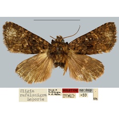 /filer/webapps/moths/media/images/R/rufulonigra_Oligia_HT_MNHN.jpg