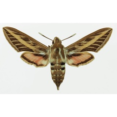 /filer/webapps/moths/media/images/L/livornica_Hyles_AF_Basquin_03a.jpg