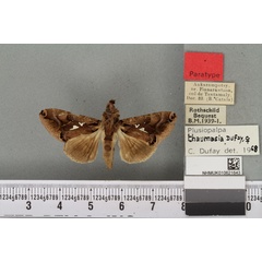 /filer/webapps/moths/media/images/T/thaumasia_Plusiopalpa_PTF_BMNH_05a.jpg