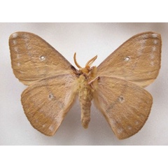/filer/webapps/moths/media/images/V/viettei_Maltagorea_HT_MNHN_02.jpg