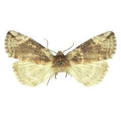 /filer/webapps/moths/media/images/N/nebulosa_Aethiopsestis_HT_BMNH.jpg