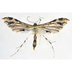 /filer/webapps/moths/media/images/A/anisodactylus_Sphenarches_A_NHMO_02.jpg
