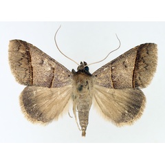 /filer/webapps/moths/media/images/L/laniata_Plecoptera_AF_TMSA_02.jpg