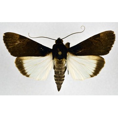 /filer/webapps/moths/media/images/N/nigrior_Audea_A_NHMO_02.jpg