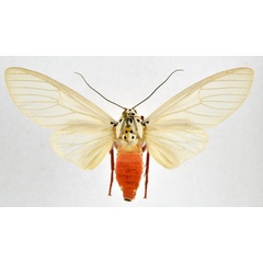 /filer/webapps/moths/media/images/P/phaedra_Amerila_AF_NHMO.jpg