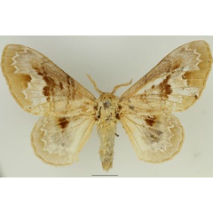 /filer/webapps/moths/media/images/C/clementsi_Schausinna_AF_Basquin_02.jpg