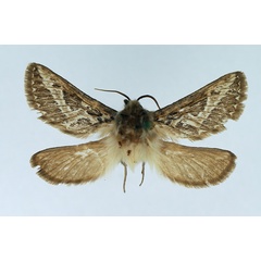 /filer/webapps/moths/media/images/A/amphiarma_Eudalaca_AM_TMSA.jpg