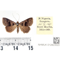 /filer/webapps/moths/media/images/M/microphaea_Anoba_PTF_BMNH.jpg