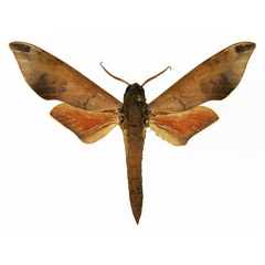 /filer/webapps/moths/media/images/V/vicina_Phylloxiphia_AM_Basquin_03.jpg