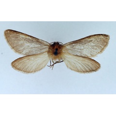 /filer/webapps/moths/media/images/P/ptiloscelis_Gorgopis_AM_TMSA_01.jpg