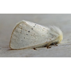 /filer/webapps/moths/media/images/M/marshalli_Phiala_A_Voaden.jpg