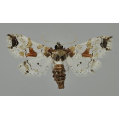 /filer/webapps/moths/media/images/A/africensis_Leucinodes_A_Mally.jpg