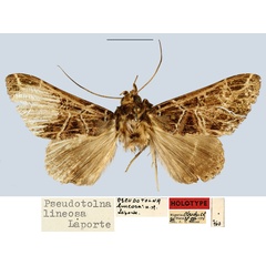 /filer/webapps/moths/media/images/L/lineosa_Pseudotolna_HT_MNHN.jpg