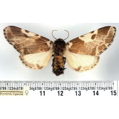 /filer/webapps/moths/media/images/V/variegata_Sciatta_AF_BMNH.jpg